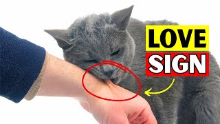 7 Signs Your Cat Considers You Its Mother