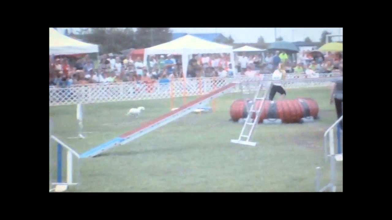 Polona Bonač and Roo, EO 2014 finals, 2nd place :)