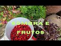 PLANTANDO VOCÊ TEM OS FRUTOS E A SOMBRA # ar puro # casa fresquinha