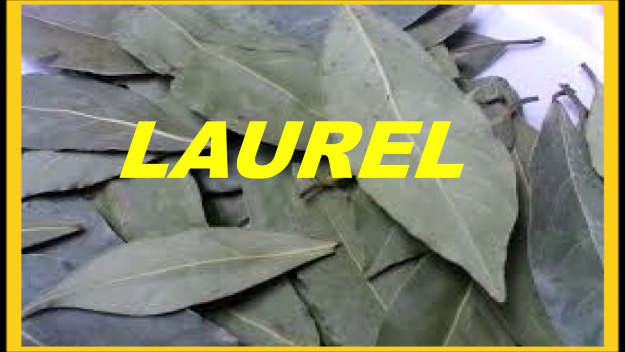 LAUREL beneficios antiviral plants