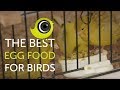 How to make the BEST egg food for birds | The Canary Room TV Exclusive