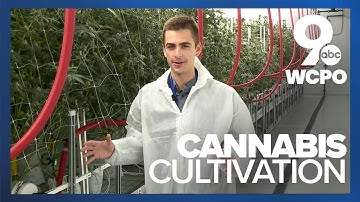 $35 million medical marijuana cultivation facility opening in Hamilton County