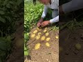 حصاد البطاطس من الاراضى الصينيه