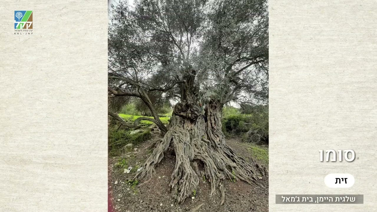 עצים מפתיעים