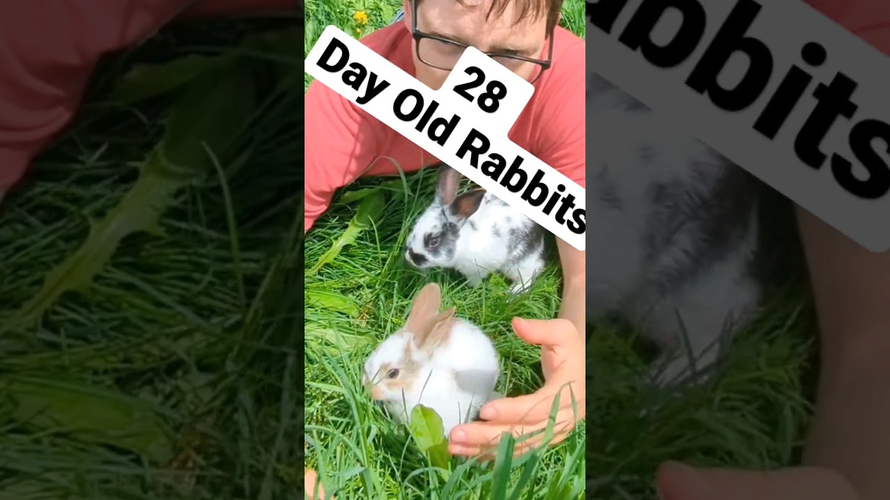 Weekday Rabbit 2 Week Old Rabbits