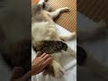 ぬこ #沖縄