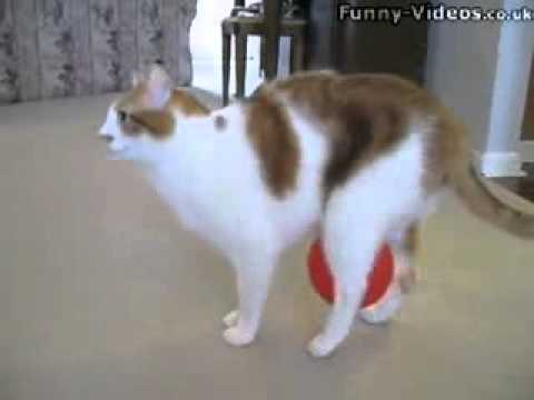 That Sticky Cat