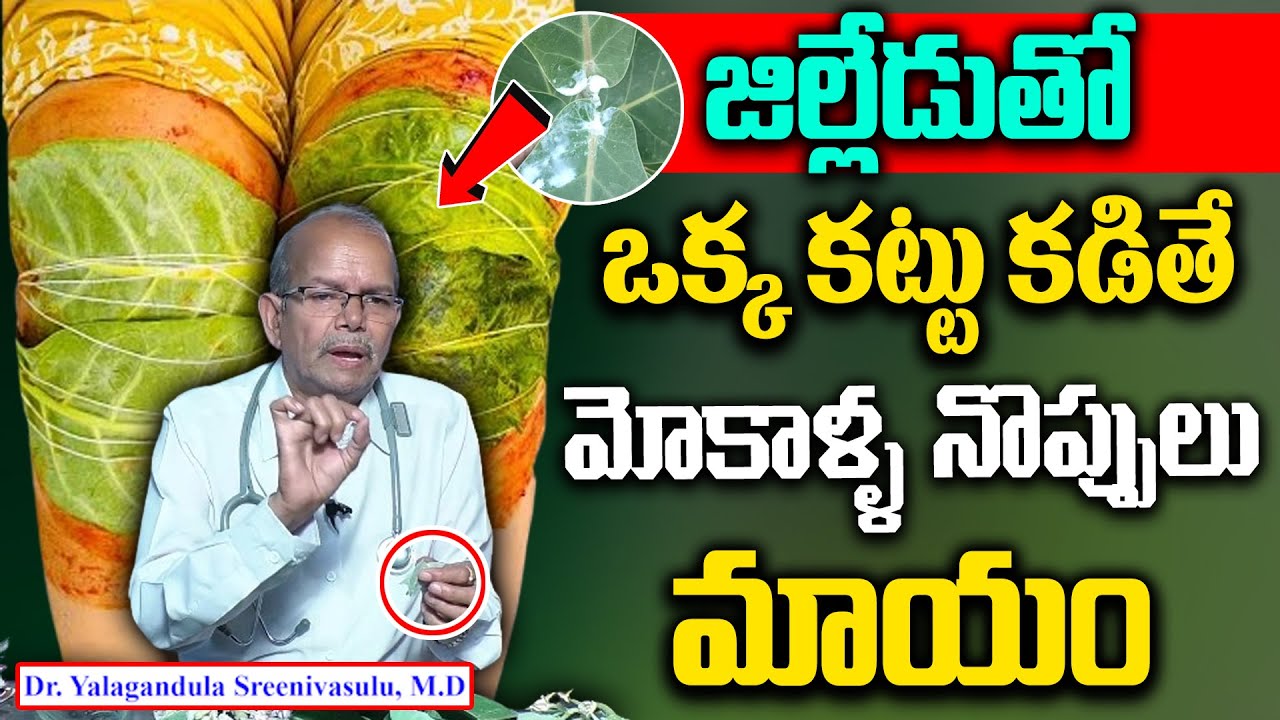 Natural Remedy for Knee Pains | Amazing Health Benefits of Jilledu Leaves | Jilledu Pack for Knees