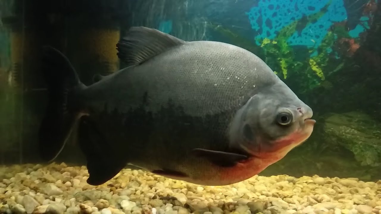 Giant Piranha  YouTube