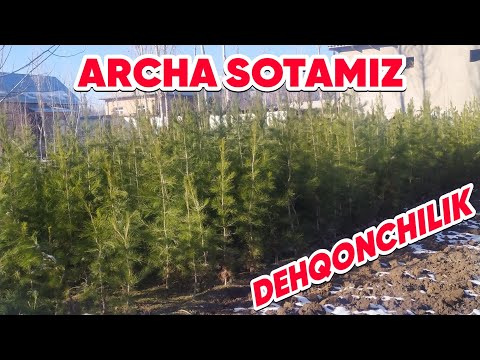 ARCHA SOTILADI 3-YILIG SURXONDARYO SARIOSIYO DEHQONCHILIK KELISHAMIZ