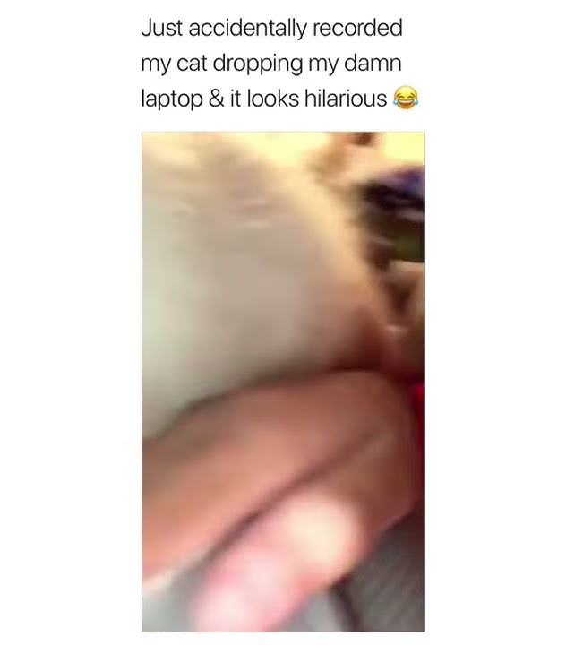 Funny cat dropping the laptop