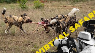 Wild Dog Showdown: When Two Packs Collide- Virtual Safari # 211