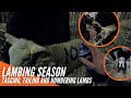 LAMBING SEASON | TAGGING, TAILING AND NUMBERING LAMBS