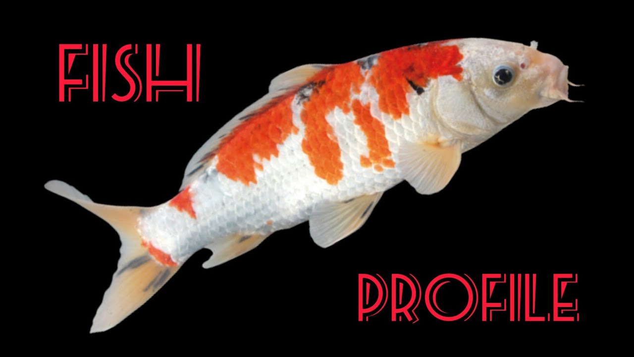 Koi Fish Care For Beginners Koi Fish Care For Beginners