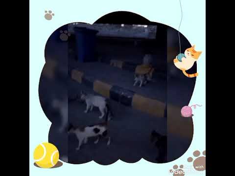 ثواب عظيم إطعام القطط