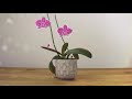 Adubo caseiro para orquídeas (para mais flores!) - Sítio Kolibri