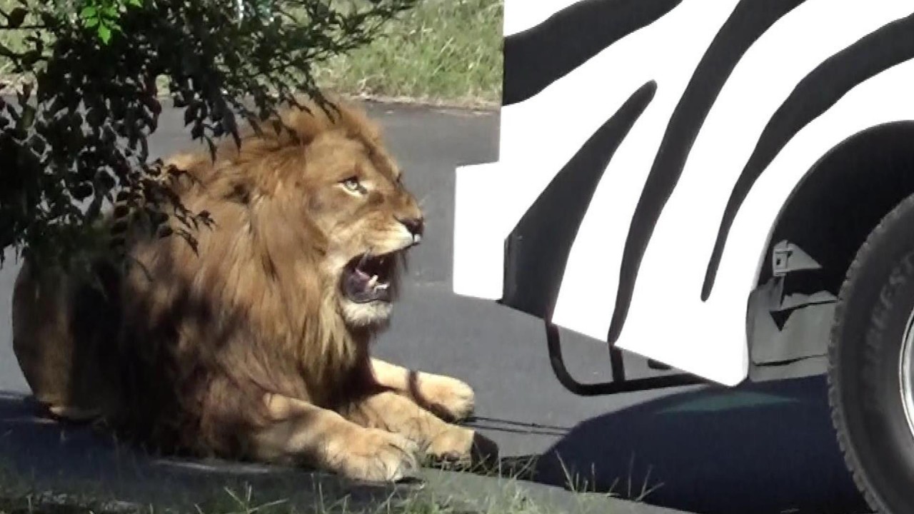 Cool lion pride ライオン家族の日常 #565【Cute animal videos