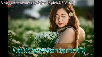Vườn cúc họa mi  nở sớm đẹp nhất ở Hà Nội |cúc họa mi Hà Nội|