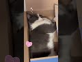 Buffalo Cat Naps in Walmart Box 😹 | Daddy Just Sleeping Too! #kucing #cute #billie #chat #gatos