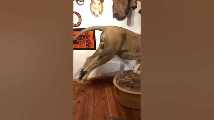 Lion eats a hyena while a hippo is watching 🧐| #shorts #nature #animals #drake