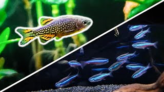 Top 10 Beginner Fish You Can’t Get from Petco