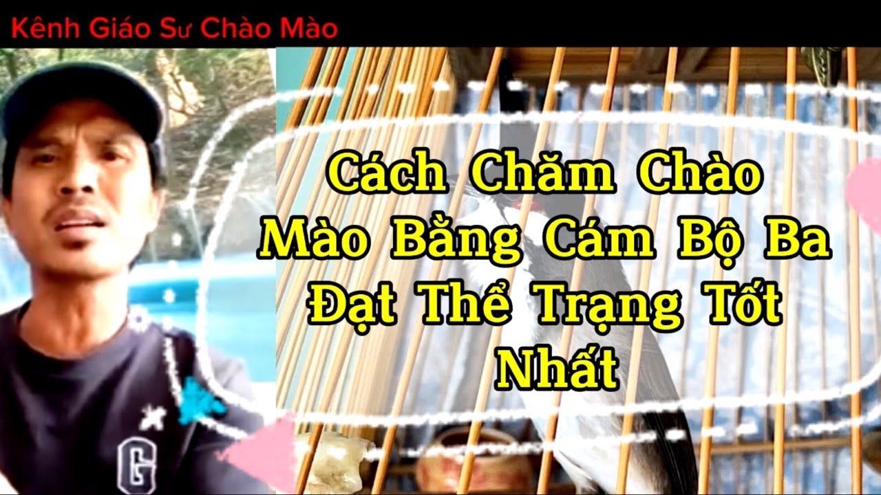 Ưu Và Nhược Của Dòng Cám Bộ Ba - Chia Sẽ Cách Điều Cám Bộ Ba Phép Thuật Của Tuấn Linh Lê