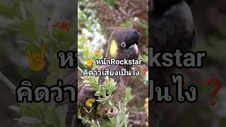 ธรรมชาติสร้างกระตั้วตัวนี้ตอนกำลังฟังเพลงร็อกอยู่หรือเปล่าคะ? 😆🖤#นก  #Wildlife #Cockatoo #เจ๊นกแว่น