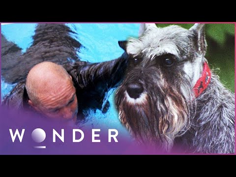 Video: „Pet Scoop“: „Hero“šuo išsaugo sužeistą savininką sniege, Joely Fisher užsikabina su Gary