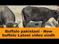 Buffalo pakistani | New buffelo Latest video sindh