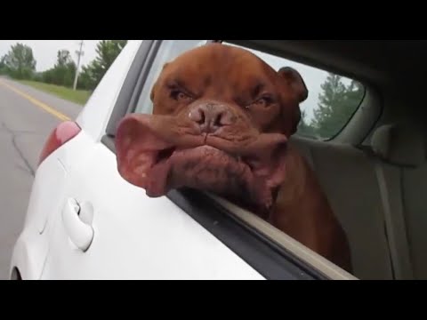 Fast and the Furriest | 🤣 FUNNIEST Pets Of The Week 🤣