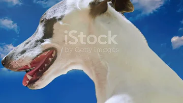 Basenji vs Whippet: #Basenji #Whippet #DogBreeds #CanineShowdown #DogLovers #WildlifeDocumentary