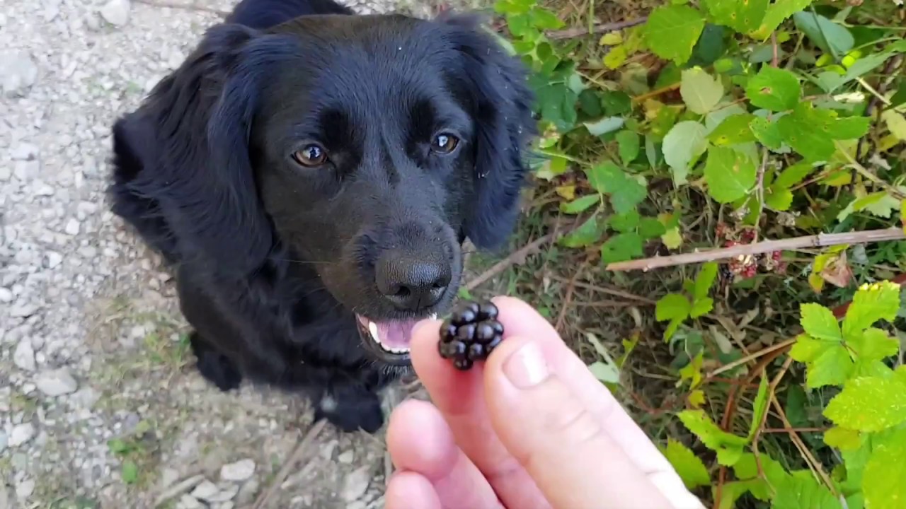 Dog eating blackberries YouTube