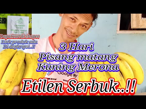 3 Hari Pisang Kuning Merona. Tidak Rontok #etilen_Serbuk #Pematang_buah_pisang_Cavendish 3 Hari Pisang Kuning Merona. Tidak Rontok #etilen_Serbuk #Pematang_buah_pisang_Cavendish