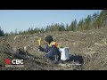 New documentary offers glimpse into the life of bc tree planters