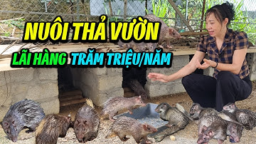 Nữ Nông Dân Biến Vườn Nhà Thành Trang Trại Nuôi Don, Thu Nhập Hàng Trăm Triệu Mỗi Năm