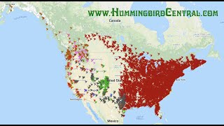 Hummingbird Migration Spring 2022 Animation