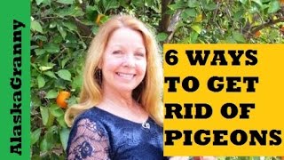 6 Ways To Get Rid Of Pigeons
