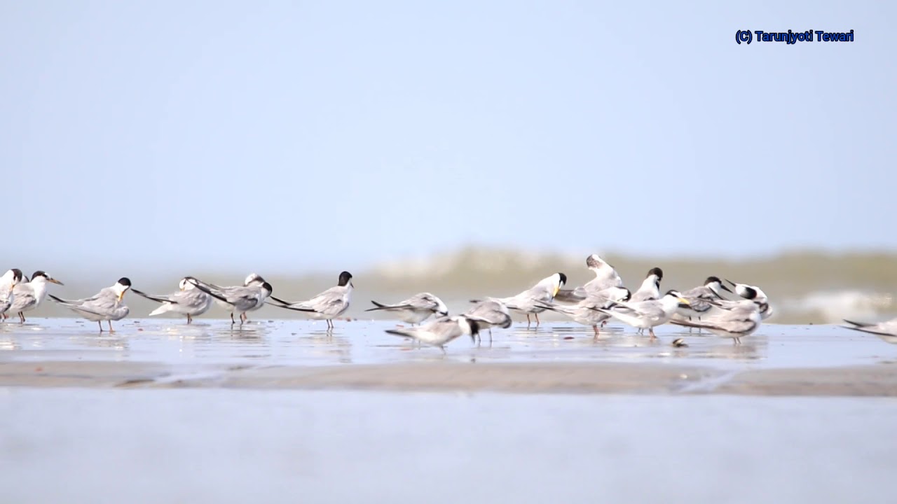 Terns at Frazergunj