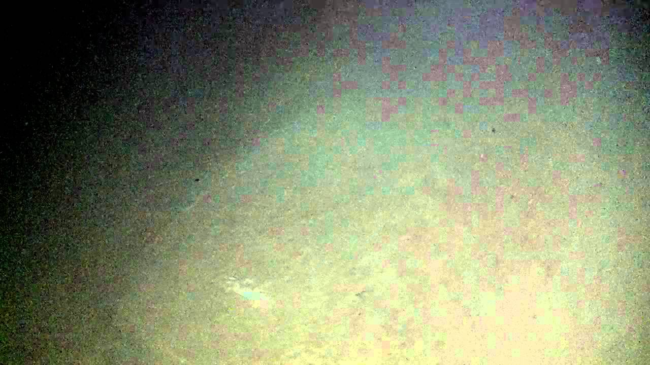 Dauphin Island day 3 "Michael Grochala"ghost crabs YouTube