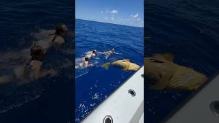 Swimming with a 600+ pound fish