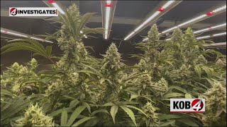 4 Investigates: Cashing in on cannabis