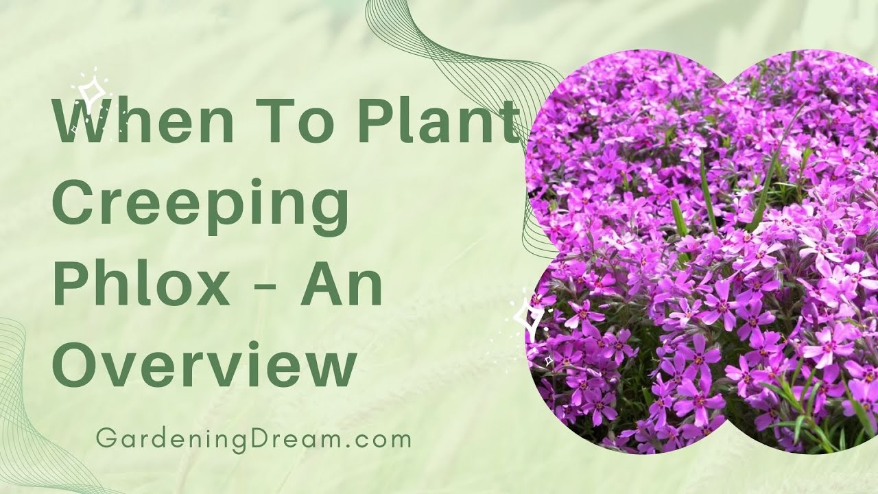 When To Plant Creeping Phlox An Overview YouTube
