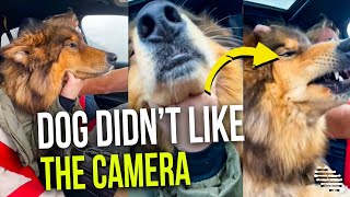 Dog, in a Car, Didn’t Like the Camera Getting Up-Close and Personal With Its Snoot