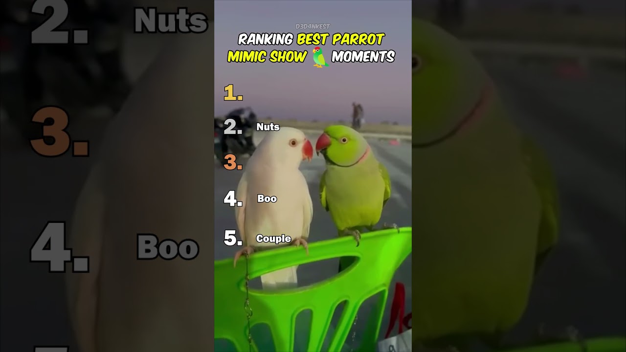 Ranking Best Parrot Mimic Show Moments