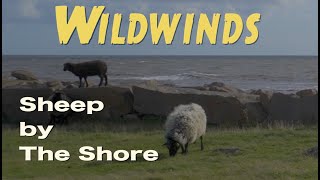 Wildwinds: Sheep by The Shore