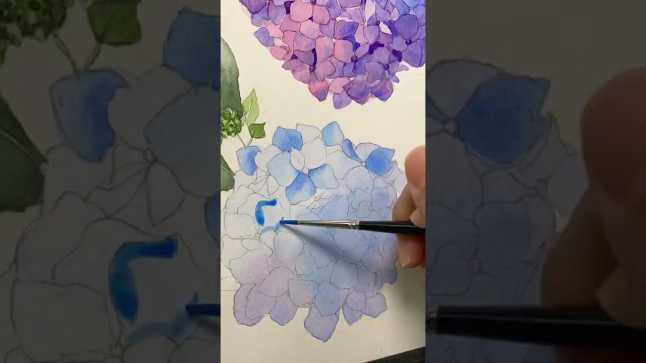 Hydrangea watercolor painting time lapse.