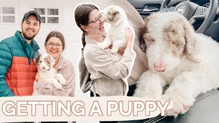 PICKING UP OUR NEW PUPPY VLOG  Meet our second Sheepadoodle!