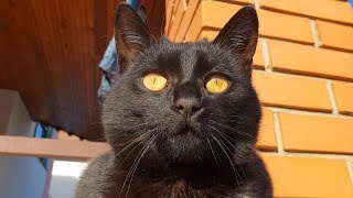 Cat With Golden Eyes screenshot 2