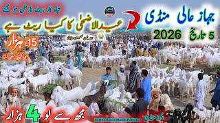 5 August 2026 bypass bakra mandi pakistan بکرا منڈی کے ریٹ انتہائی مناسب khredar ghaib hoghye 