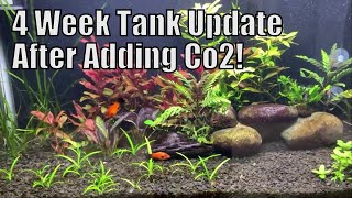 Planted tank - 4 weeks after adding Co2.